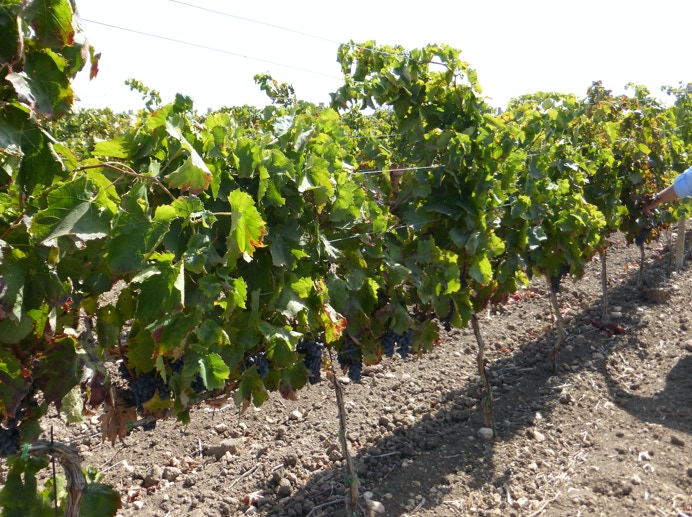 Curto, Sizilien, Weinreben