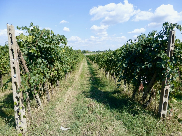 Marangona, Lugana, Weinberg